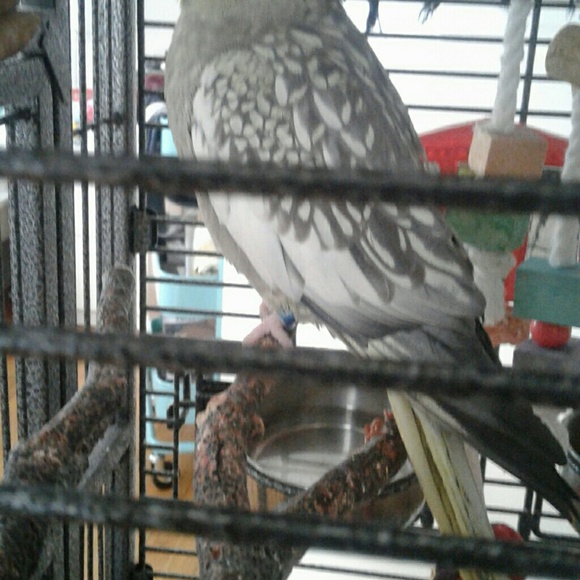 Meet your Posher, Molly - Picture 8 of 8